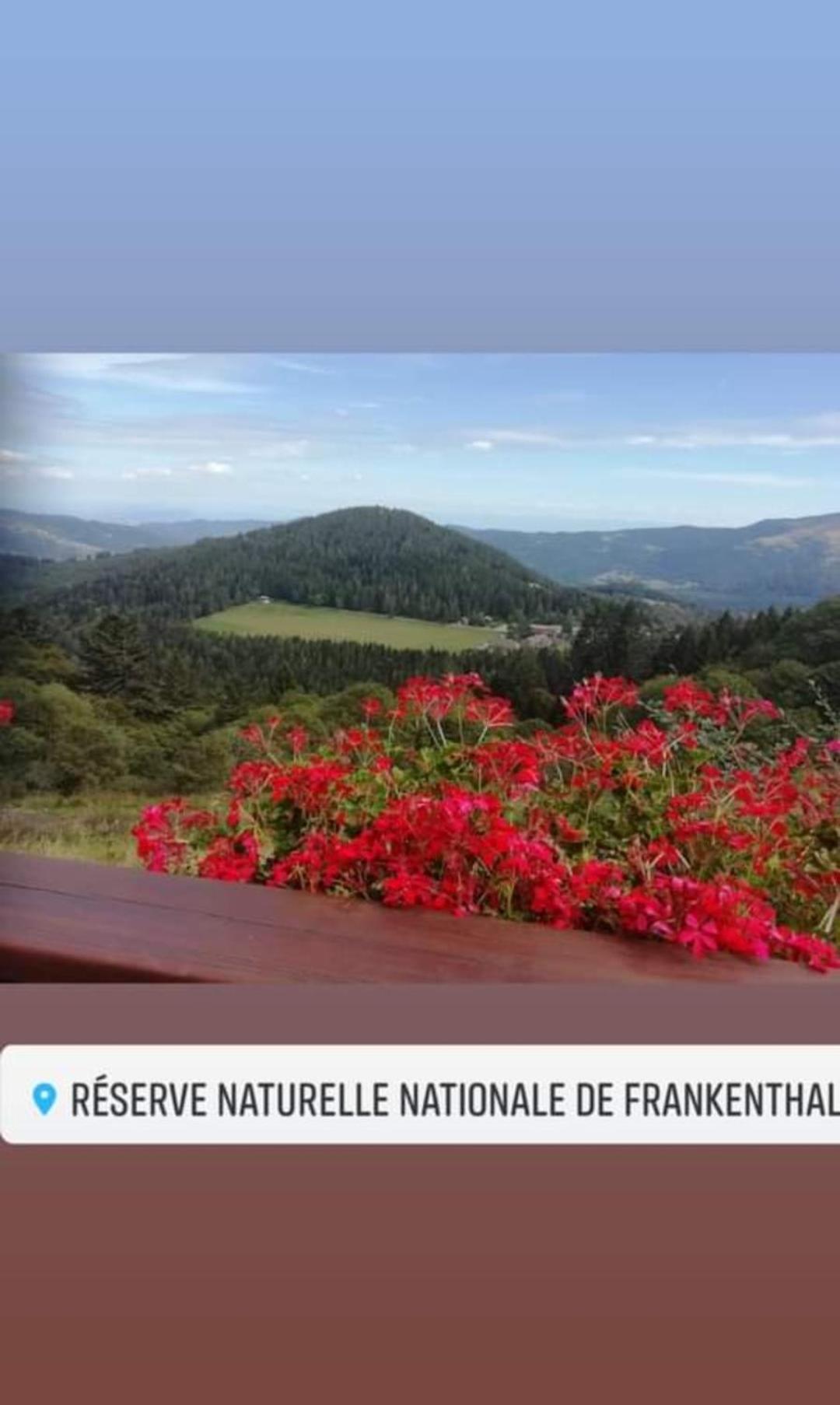 Les Studios Du Frankenthal Stosswihr Exteriör bild